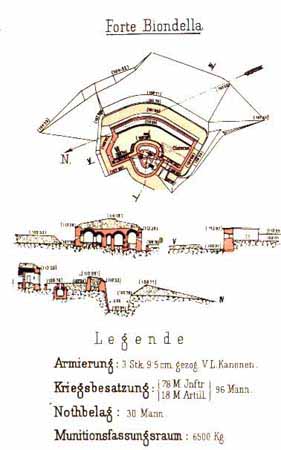 biondella pianta.jpg (61111 byte)